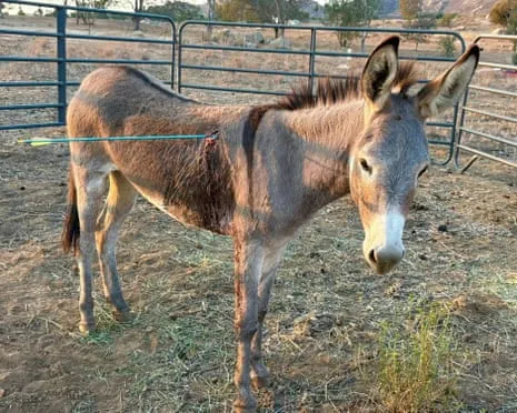 Burro Healing After Recent Projectile Strike on Feral Donkeys in the Golden State