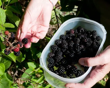 Seeking: Scrumptious Bakes to Utilize a Glut of House-Made Jam