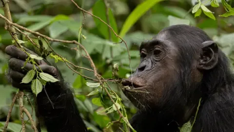 Chimpanzees Consuming an Amount Equal of a Beer Each Day from Overripe Produce, Study Shows