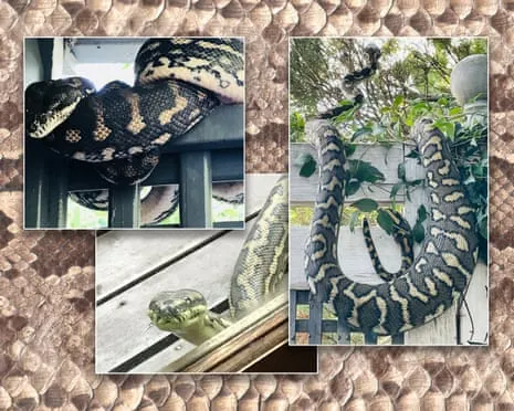 Welcoming my Snakes in My Ceiling: A Journey from Fear to Admiration
