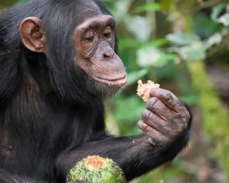 Wild Chimps Consume Everyday Alcohol Equivalent to a Lager from Ripe Figs