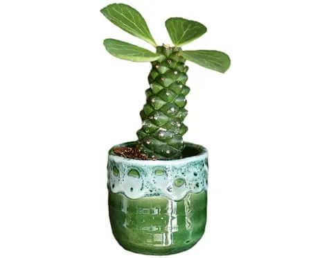 Can This Euphorbia Ritchiei Ever Grow Leaves Again?